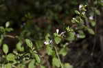 Georgia calamint